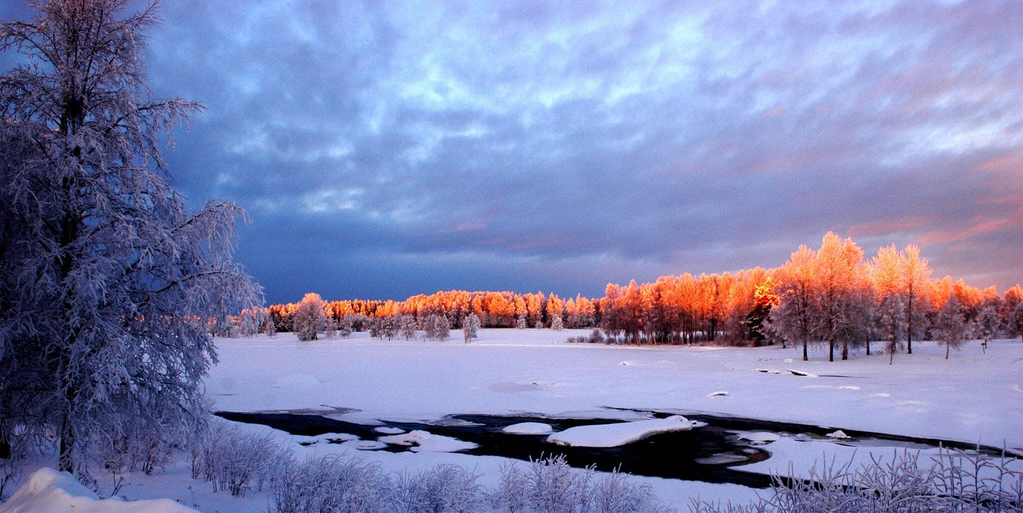 God Jul från Älvräddarna!