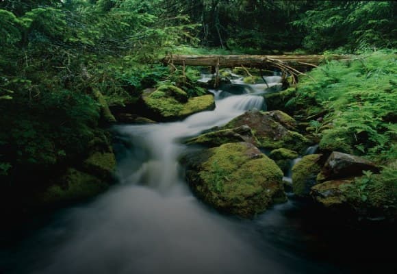 Bäck som rinner genom en mossig skog