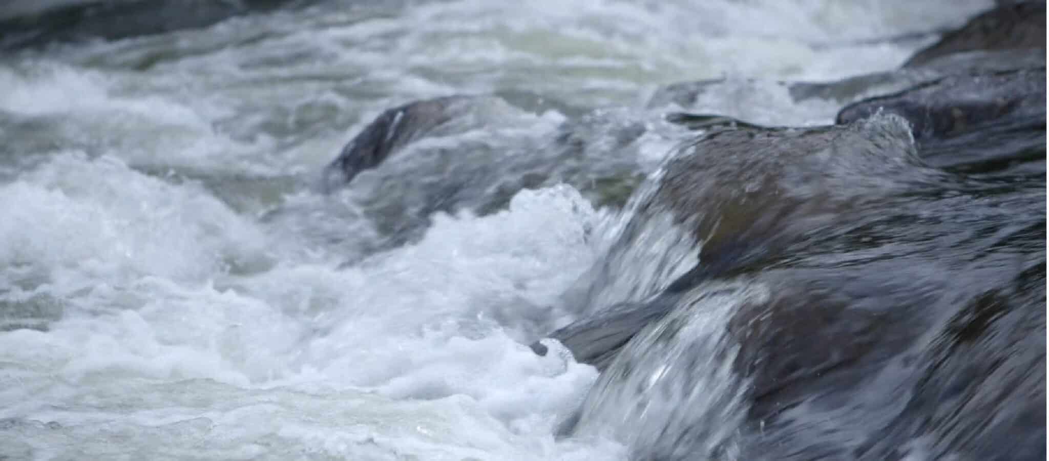 Älvräddarna i samarbete med Rewilding europe