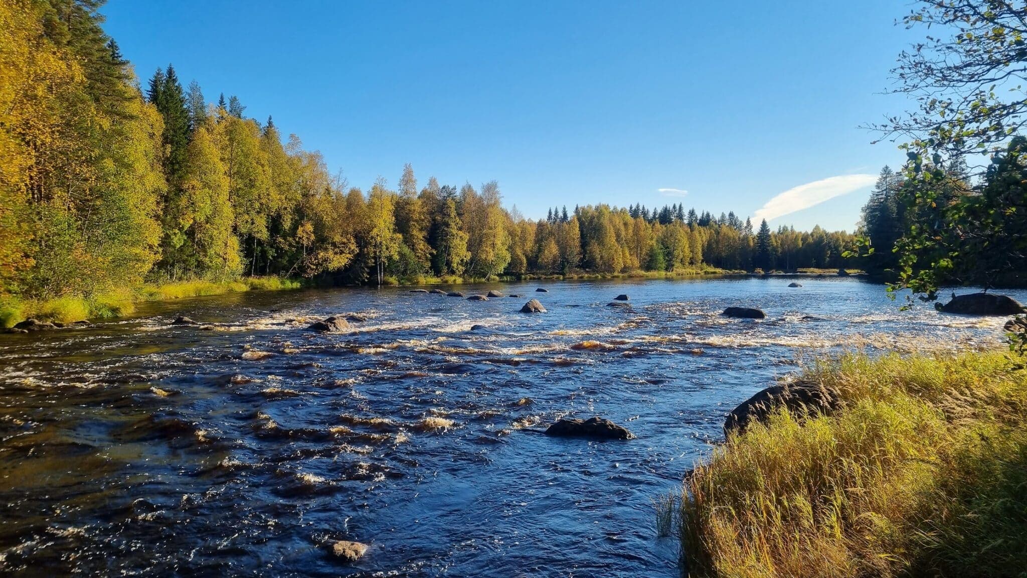 Älvräddarna på Free Flow webinar