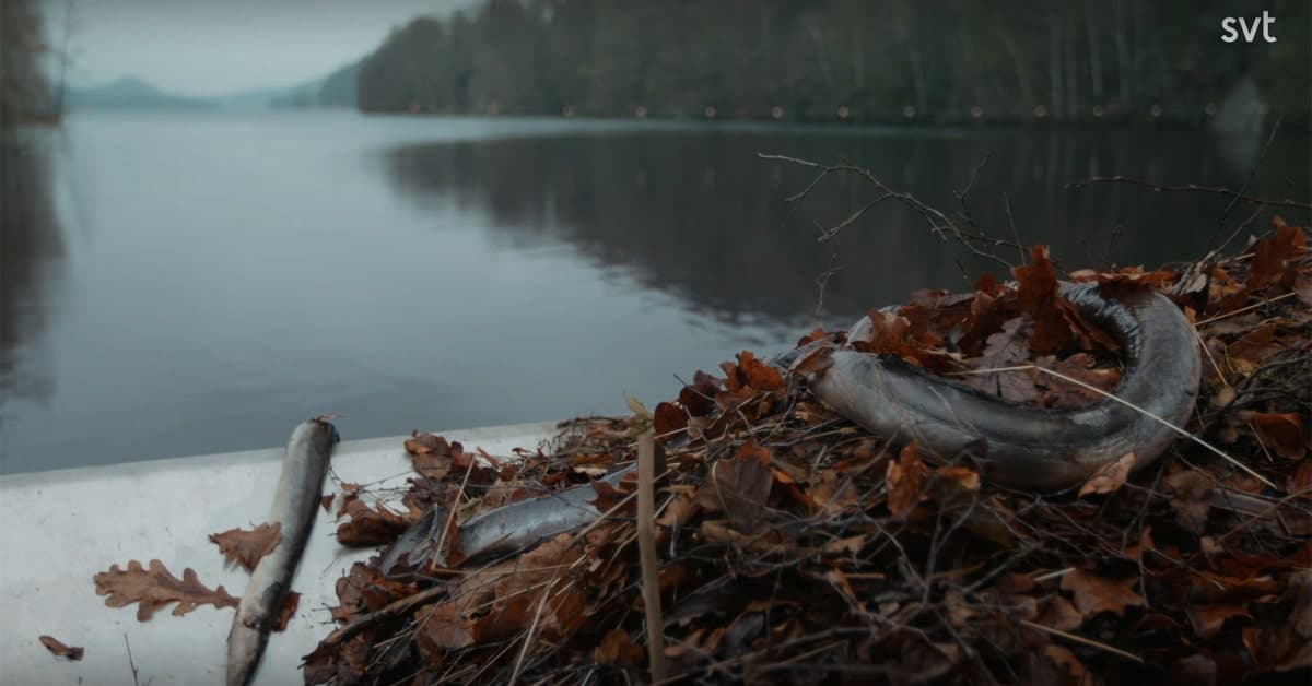 En permanent paus (?) för miljöanpassning av vattenkraften