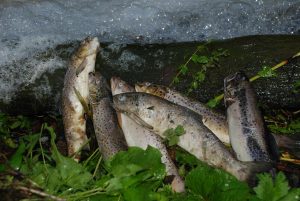 Död öring