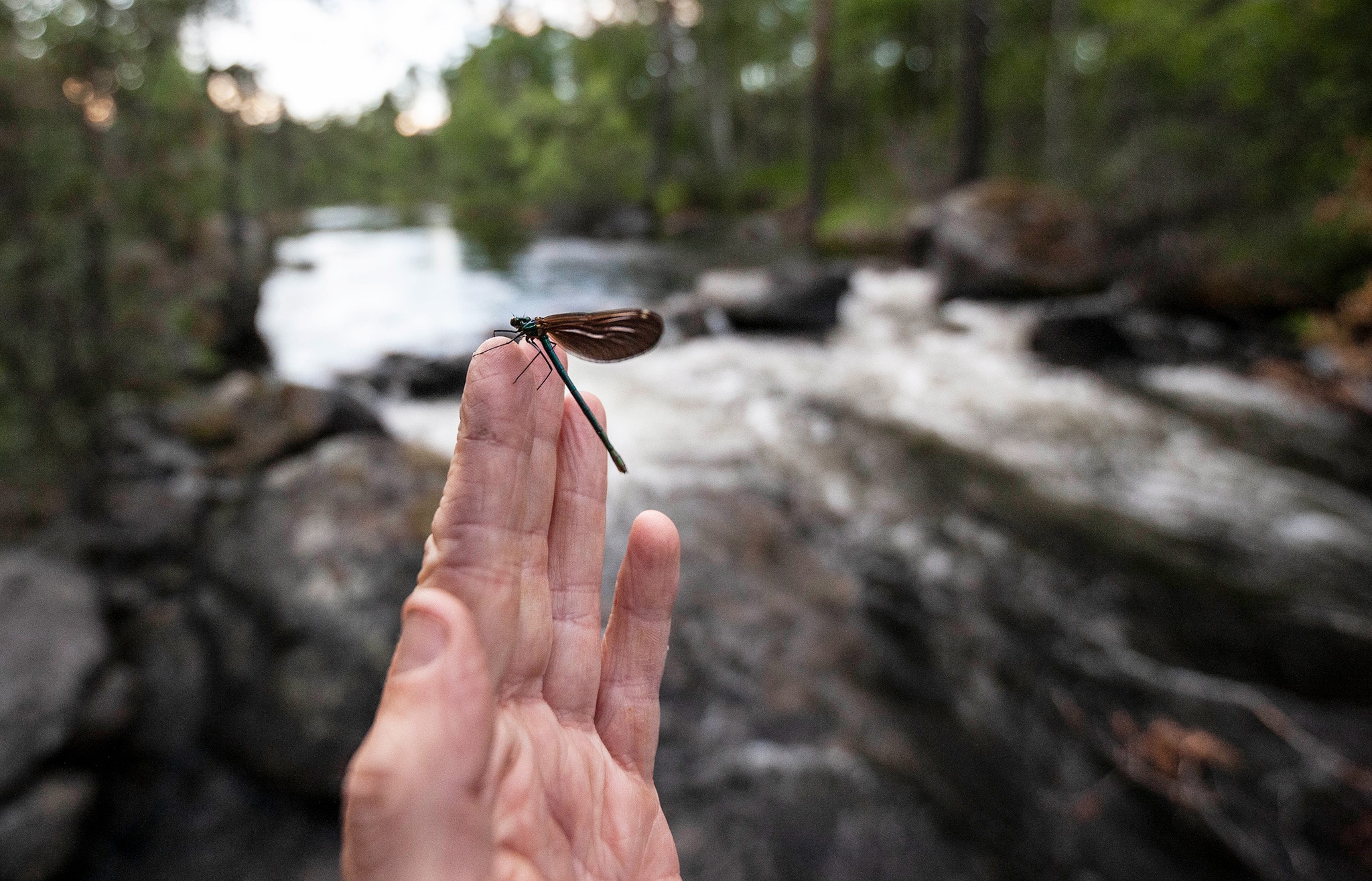 Biologiska mångfaldens dag