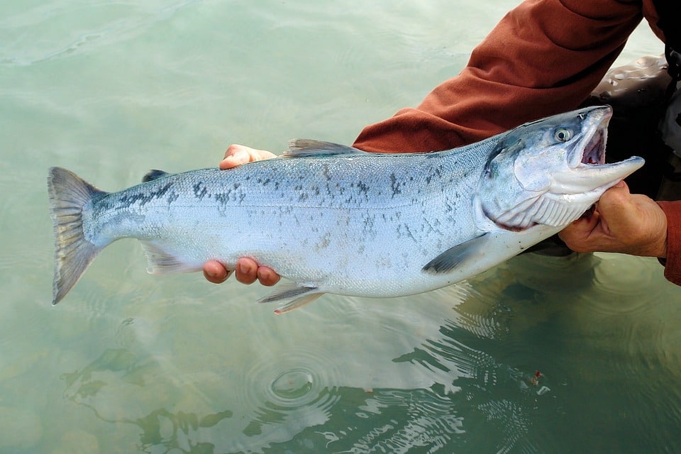 Fiskdöd i Fortums avelsbassänger