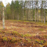 Skogsstyrelsen & vattendirektivet