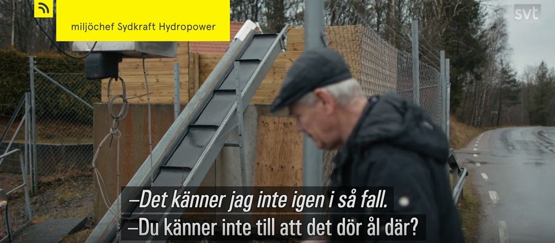 Tråkigt för miljön och naturen att bolagets miljöchef inte tycks känna till åldöden vid bolagets kraftverk. Skärmdump från SVT:s Uppdrag Granskning.